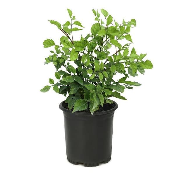 1 Gal. Hot Lips Trumpet Vine Campsis Perennial Plant with Red Flowers