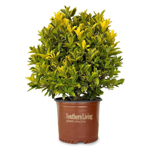 SOUTHERN LIVING 3 Gal. Golden Oakland Holly Tree with Pyramidal Yellow and Green Variegated Foliage