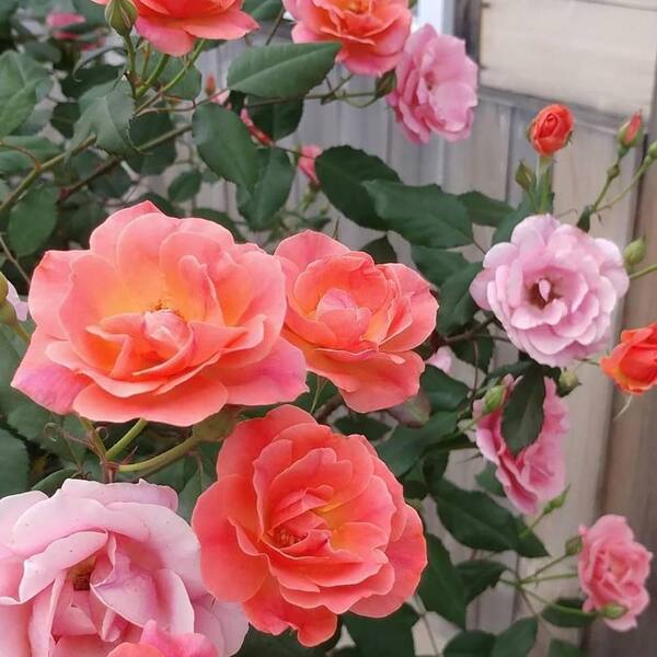 Vigoro 2 Gal. Coral Knock Out Rose Bush with Orange-Pink Flowers