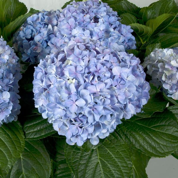 2.5 Qt. Big Daddy Hydrangea (Macrophylla) Live Deciduous Shrub, Pink or Blue Mophead Blooms