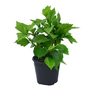 1 gal. Hibiscus Fiji Perennial Plant with White Flowers