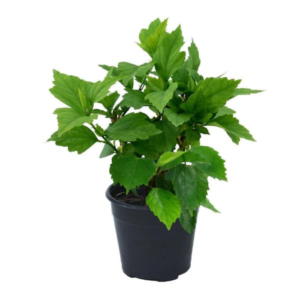 national PLANT NETWORK 1 gal. Hibiscus Fiji Perennial Plant with White Flowers