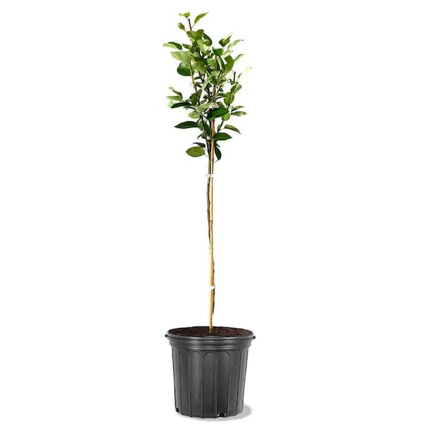 Unbranded 5 Gal. Ayers Pear Tree