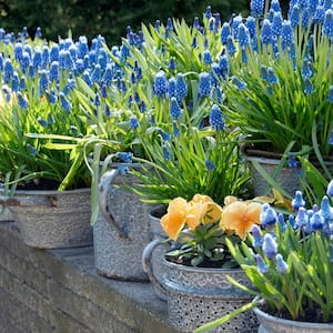 Grape Hyacinths for Containers (Set of 25)