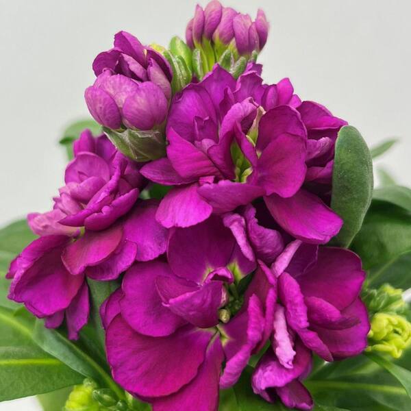 Vigoro 1 Qt. Stock Deep Rose Matthiola Incana Annual Plant with Deep Rose  Flowers (5- Pack) 4480P06