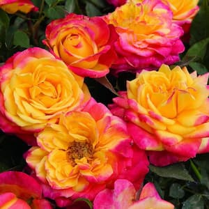 0.5 Qt. Sunblaze Rainbow Mini Rose Bush with Yellow-Orange and Red Flowers (3-Pack)