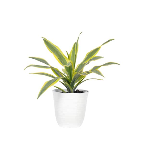 United Nursery Lemon Lime Dracaena Live Plant in 6 inch White Decor Pot