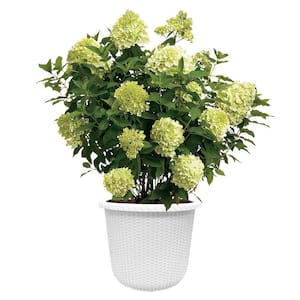2 Gal. Limelight Hydrangea Shrub with Green to Pink Flowers in Decorative Container