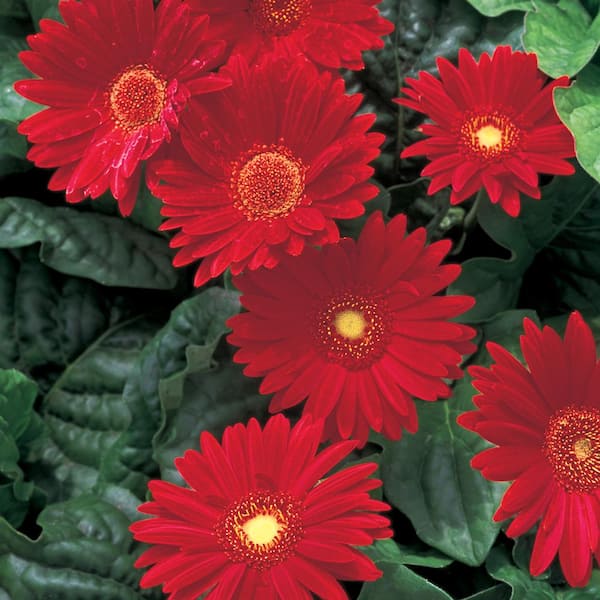 Vigoro 1 Qt. Red Transvaal Daisy Plant