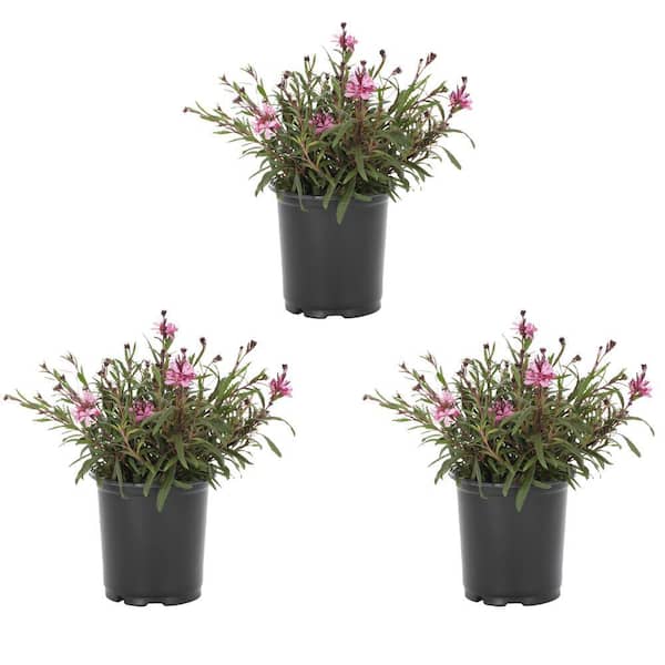 METROLINA GREENHOUSES 2 Qt. Gaura Belleza Pink Perennial Plant (3-Pack)