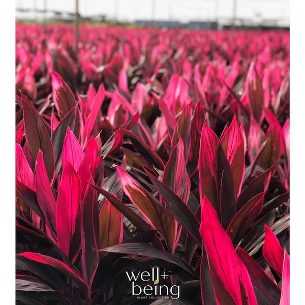 NATURE'S WAY FARMS 1.72 Gal. Hawaiian Ti Red Sister Dracaena Tropical Plant  (1-Pack) 3784 - The Home Depot