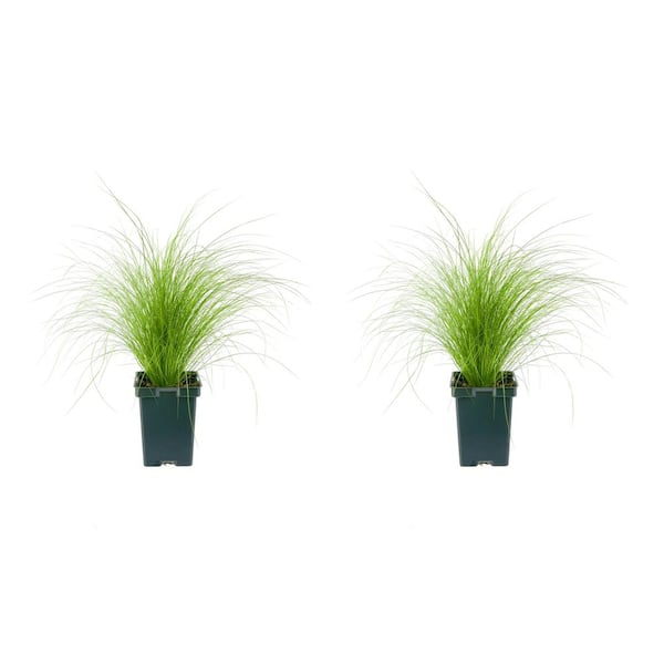 Unbranded Perennial Grass Stipa Pony Tails 2.5 qt. (2-Pack)