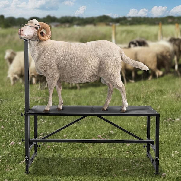 Goat & Sheep Stand, 47x23 in. Livestock Stand, Metal Livestock Milking and Shearing Stand, Adjustable Height 2025 update