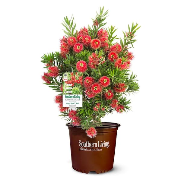 2 Gal. Light Show Bottlebrush Dwarf Plant with Red Flowers