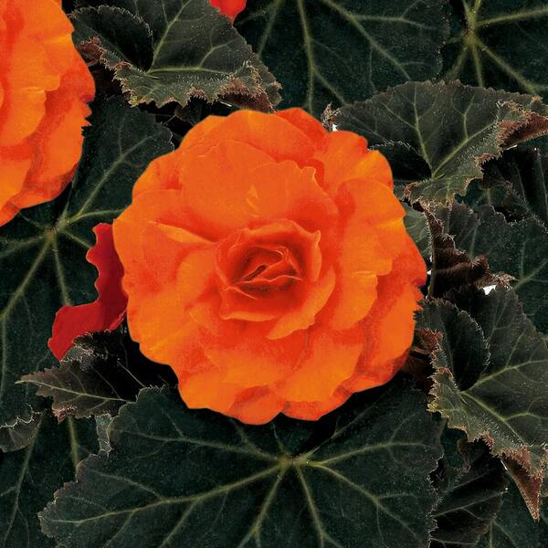 PROVEN WINNERS Nonstop Mocca Deep Orange (Tuberous Begonia) Live Plant, Orange Flowers, 4.25 in. Grande, 4-pack