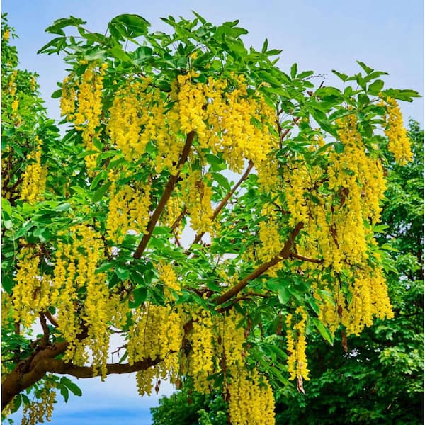Online Orchards Golden Chain Tree (Bare Root, 3 ft. to 4 ft. Tall) FLGC001