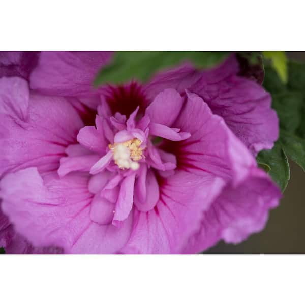 FIRST EDITIONS 3 Gal. Tahiti Hibiscus Flowering Shrub with Semi Double Pink-Purple Flowers