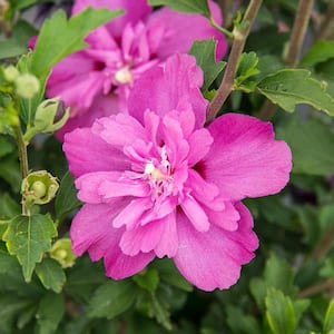 Raspberry Smoothie Rose of Sharon (Althea), Live Bareroot Plant, Hot Pink Flowering Shrub (1-Pack)