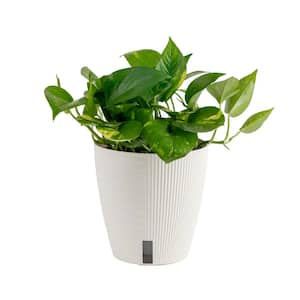 Pothos Indoor Plant in 6 in. Self-Watering Decor Pot, Average Shipping Height 1-2 ft. Tall