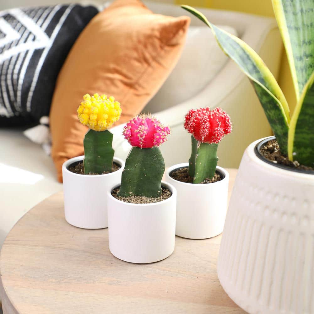 Vibrant Grafted Cactus Trio in White Ceramic Pots