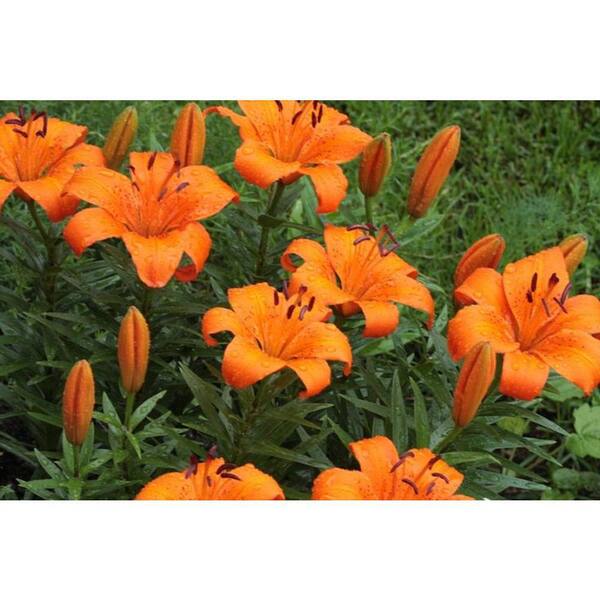 Vigoro 2.5 Qt. Orange Asiatic Lily Double You Perennial Plant