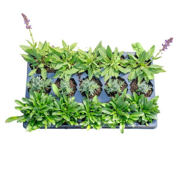 Costa Farms Starter Cottage Perennial Garden Plants in Mesh Plugs Avg. Shipping Height 4 in. Tall (15-Pack)