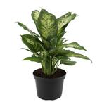 Dieffenbachia Indoor Plant in 6 in. Grower Pot, Avg. Shipping Height 1-2 ft. Tall