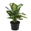 https://images.thdstatic.com/productImages/ce08750b-e1cf-4968-9e65-09947c9a9895/svn/costa-farms-house-plants-6ex-64_65.jpg