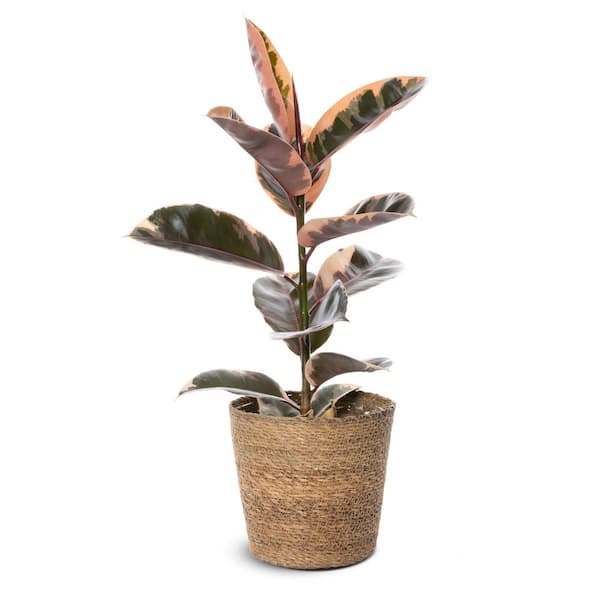 LEAFJOY Ficus Elastica Tineke in 7 in. Jute Wicker Basket