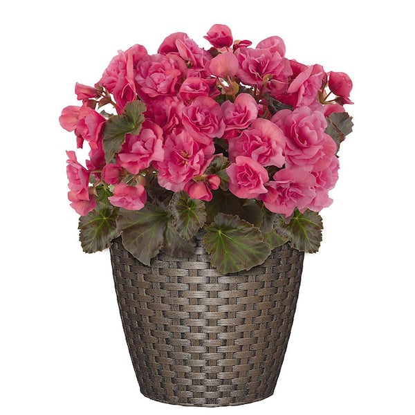 Nantucket Resin Planter 8 in. Russet