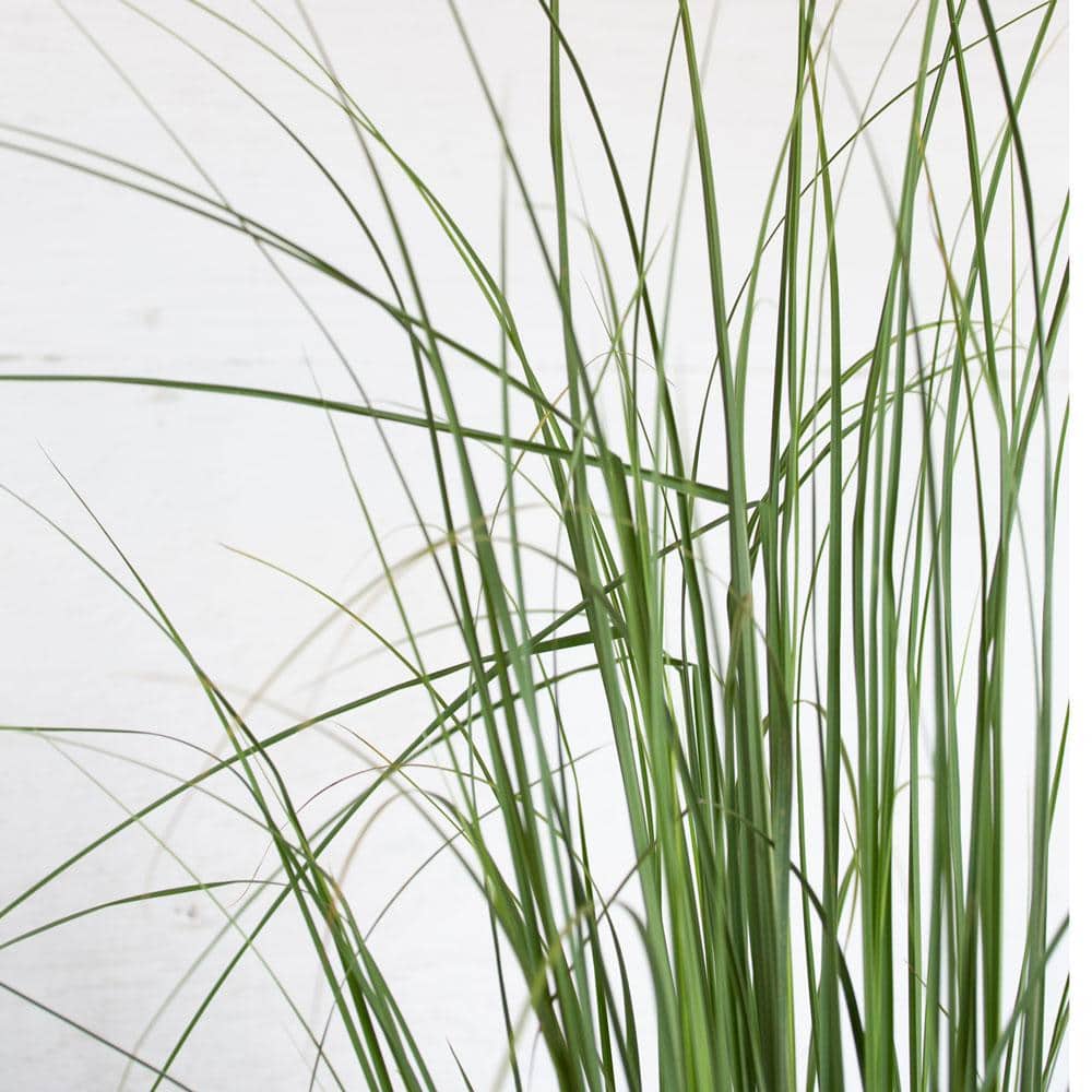 Elegant 2.5 Quart Pampas Grass with Creamy-White Plumes