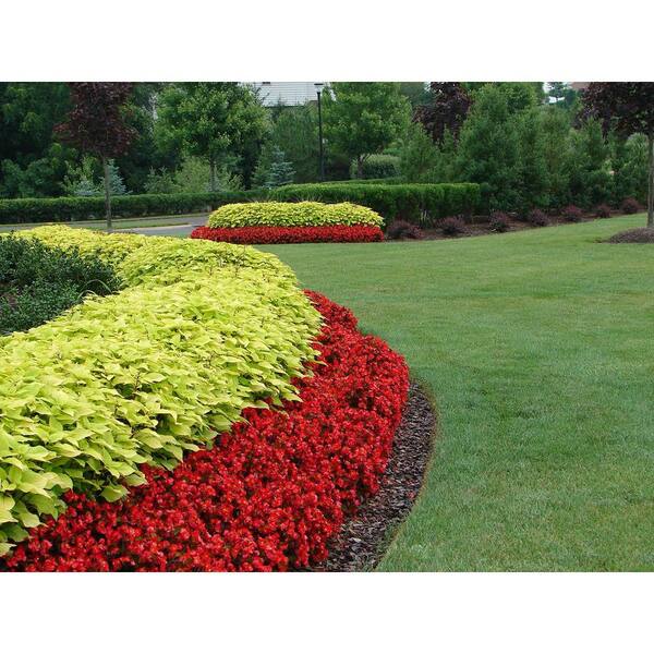 1.38 Pt. Coleus Plant Golden Lace Vegetative in 4.5 In. Grower's Pot (4-Plants)