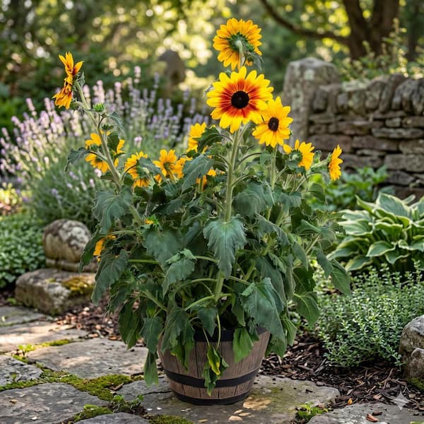 Kawahara Nurseries 15 in. Sunfinity Sunflower Perennial Plant Red