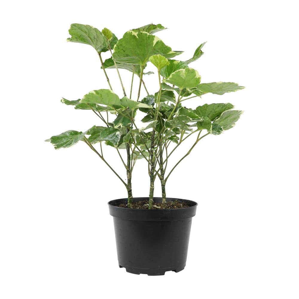Variegated Green and Cream Aralia in Black Plastic Pot