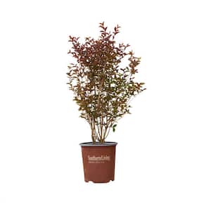2 Gal. Delta Moonlight Crapemyrtle, Live Deciduous Shrub/Tree, Burgundy Foliage , White Blooming