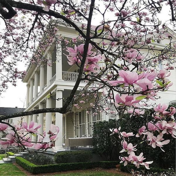 2 gal. Rose Marie Deciduous Japanese Magnolia Tree with Pink