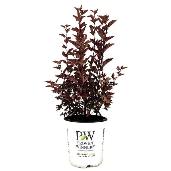 PROVEN WINNERS 2.0 Gallon Summer Wine Ninebark (Physocarpus Opulifolius 'Summer Wine') Shrub with White Flowers 1-Each