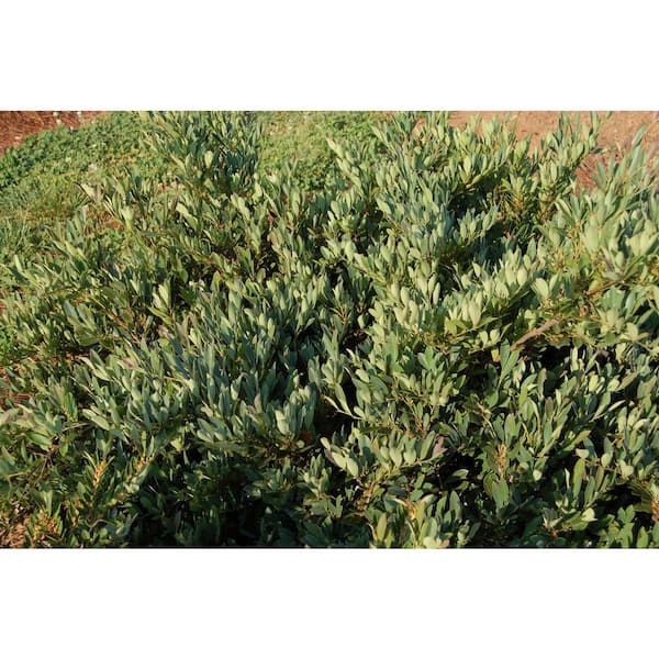 3 Gal. Blue Cascade Distylium, Evergreen Shrub with Cascading Blue Green Foliage and Maroon New Growth