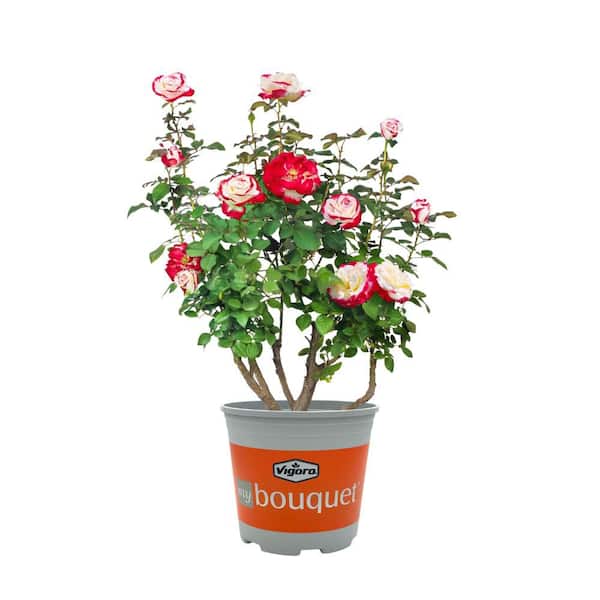 2 Gal. White Lies Rose with Red/White-Eyed Flowers