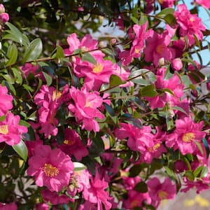3 gal. Camellia Rose of Autumn Shrub with Pink Flowers