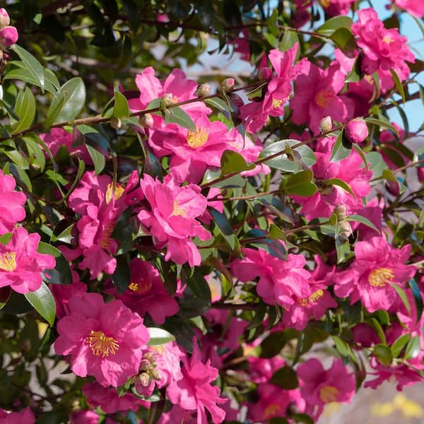 national PLANT NETWORK 3 gal. Camellia Rose of Autumn Shrub with Pink Flowers
