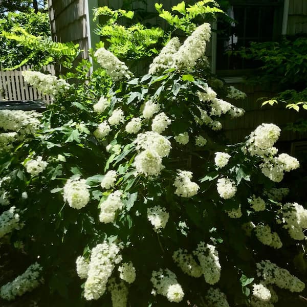 Online Orchards Mt. Fuji Cherry Blossom Tree Bare Root