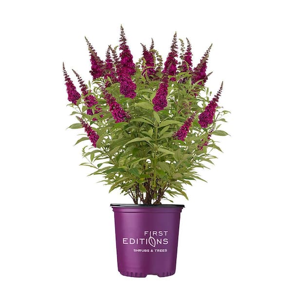 FIRST EDITIONS 2 Gal. Funky Fuchsia Butterfly Bush Flowering Shrub with Fragrant Reddish-Pink Flowers