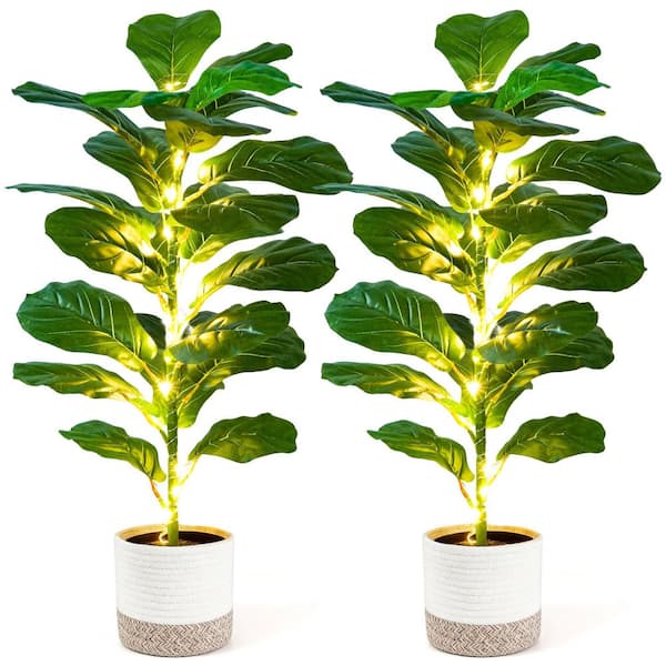 thai monstera Monstera Thai Constellation Houseplant with Planter - Large (2'-3' tall) Cement Grey Planter