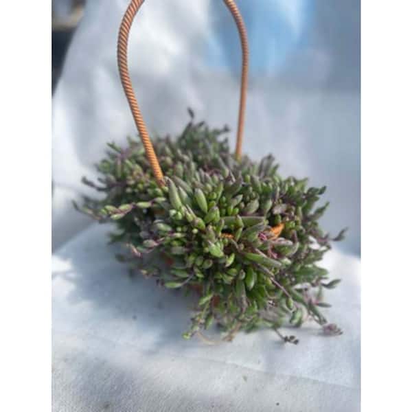 Sudzendf Othonna Capensis Plant with Purple Flowers