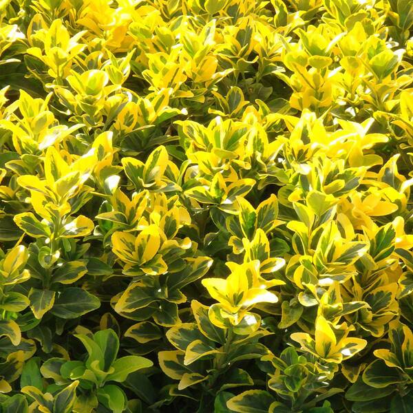 national PLANT NETWORK 1 Gal. Euonymus Golden Flowering Shrub with