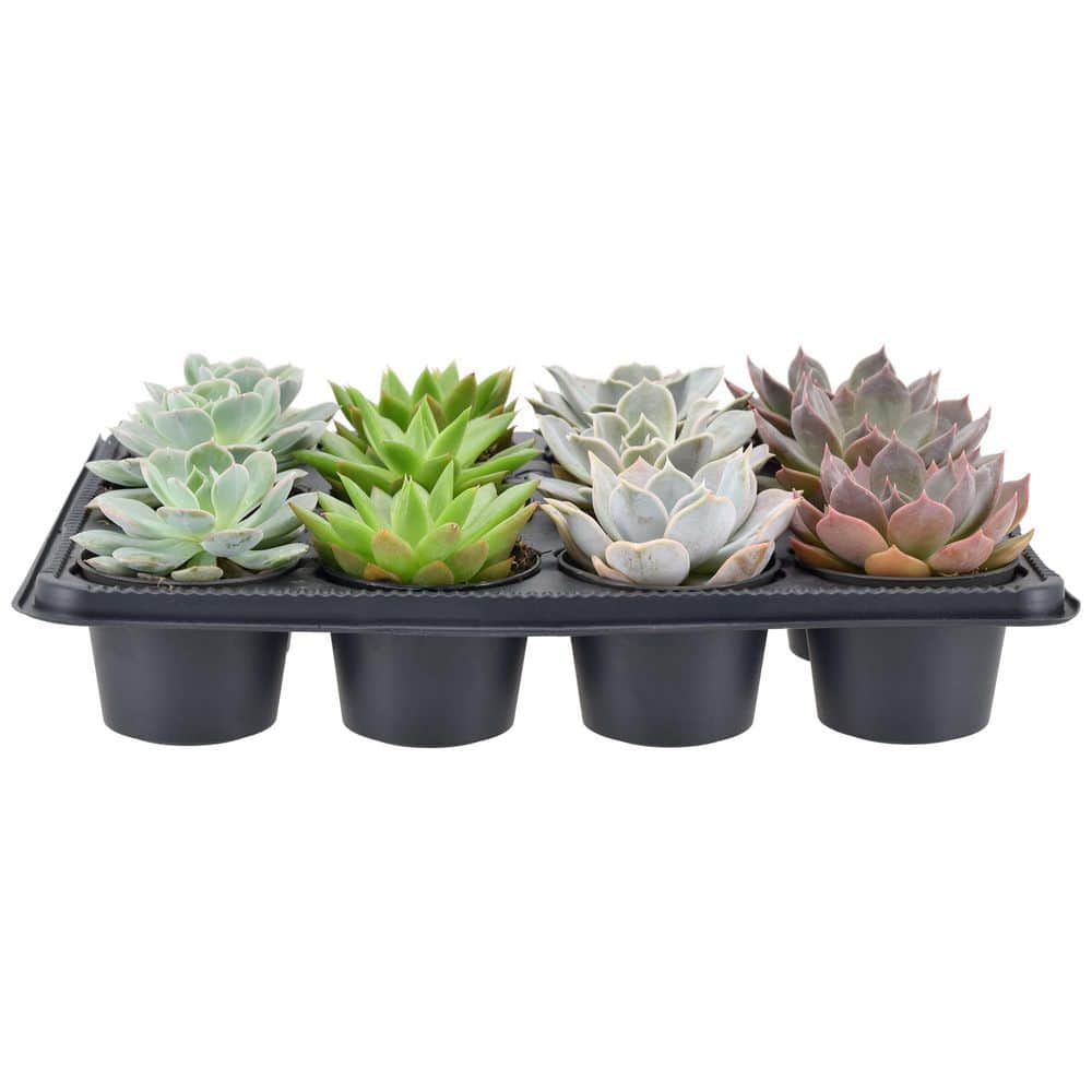 Assorted Echeveria Succulents in Black Pots, 12-Pack