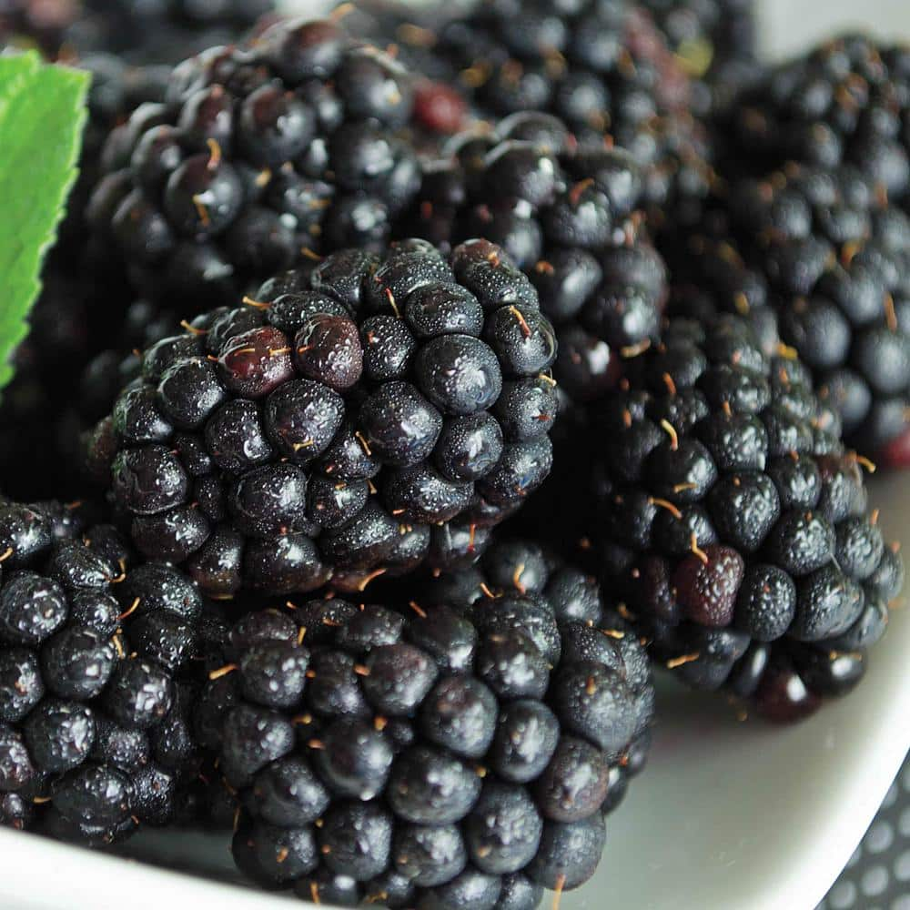 Gurney's 4 in. Pot Black Magic Blackberry (Rubus), Live Fruiting Plant ...