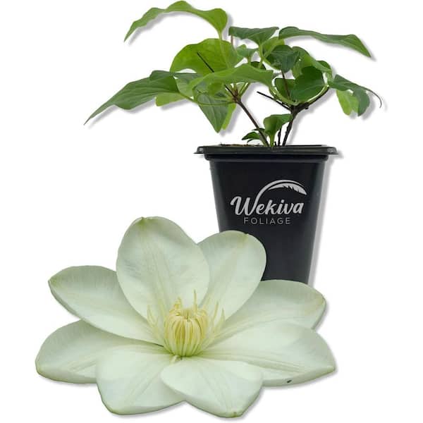 Wekiva Foliage Clematis Guernsey Cream-Live Starter Plant in a 2 in. Growers Pot-Starter Plants for The Garden-Rare Clematis