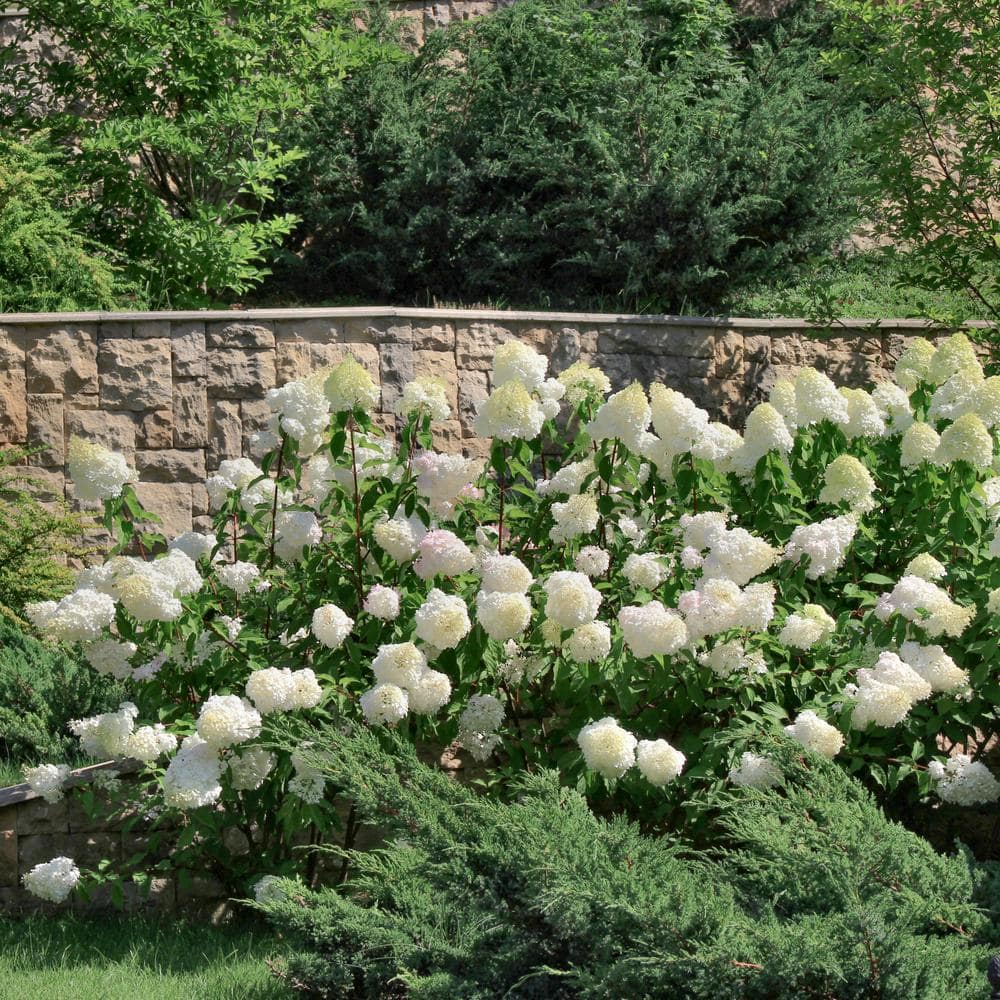 Compact White Hydrangea Flowering Shrub in 1-Gallon Container